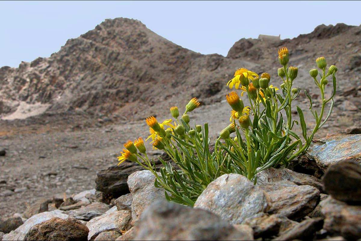 Senecio nevadensis
