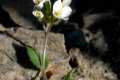 Arabis hispana