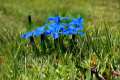 Gentiana sierrae