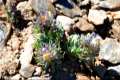 Linaria glacialis