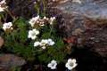 Saxifraga nevadensis