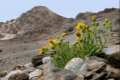 Senecio nevadensis