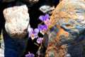 Viola crassiuscula