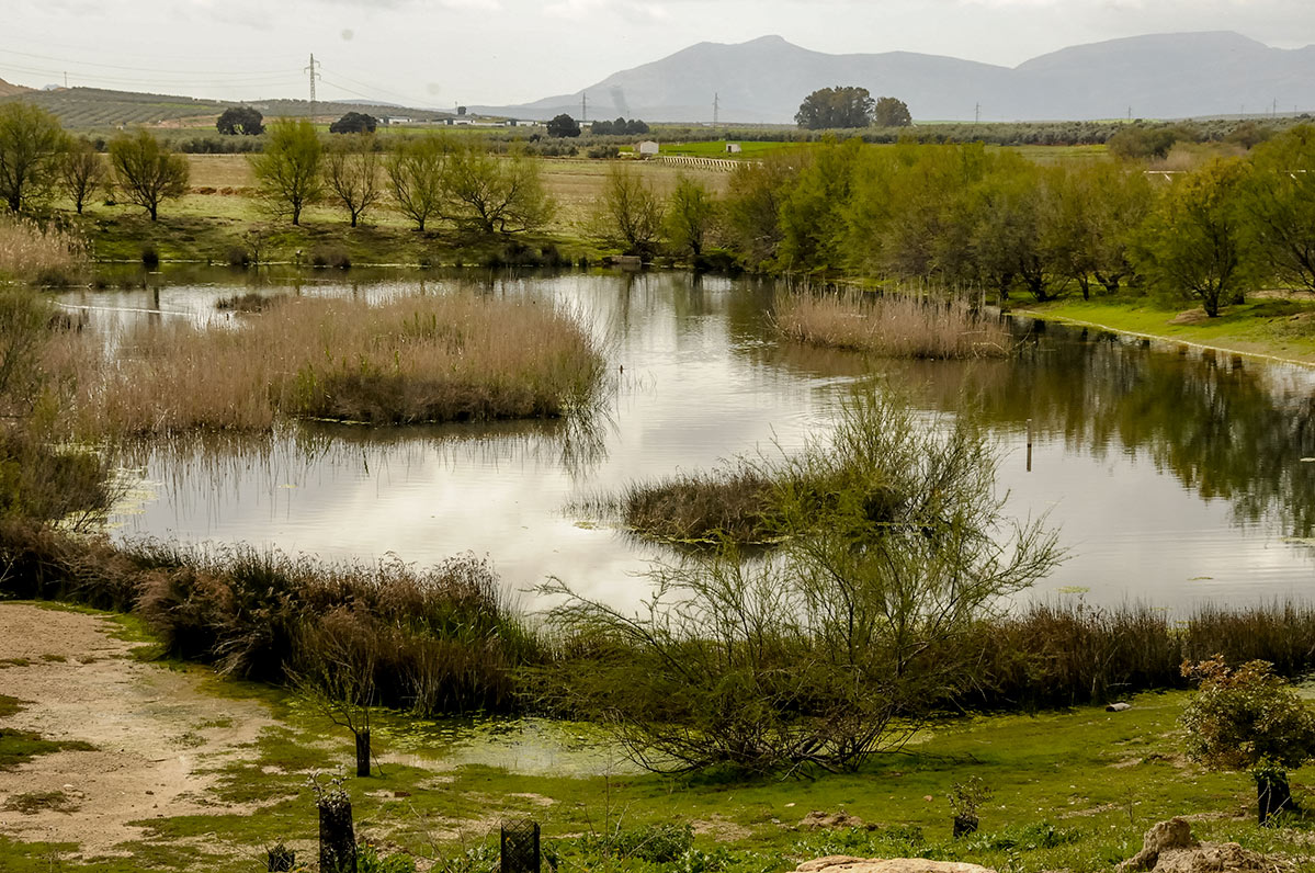 fuentedepiedra12