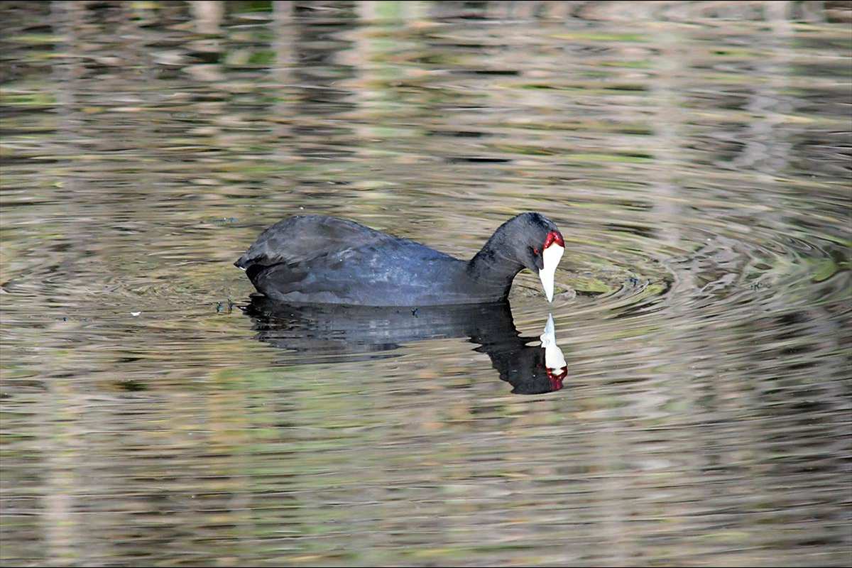 fulica-cristata89