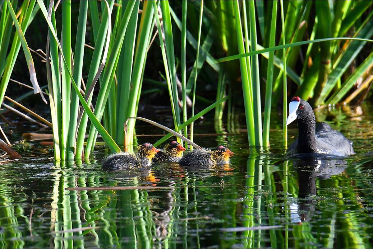 fulica-cristata-pollos-22