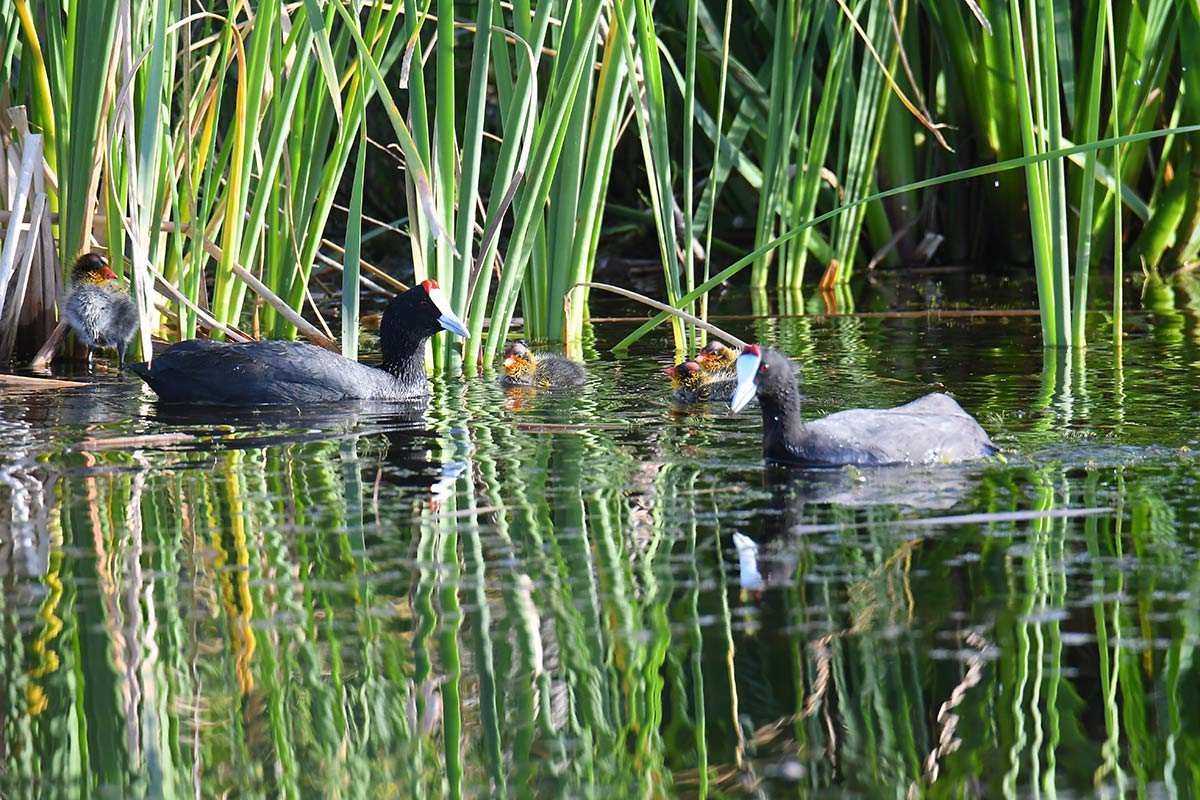 fulica-cristata-pollos-23