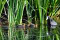 fulica-cristata-pollos-22