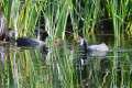 fulica-cristata-pollos-23