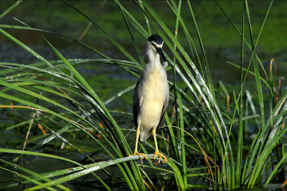 Nycticorax_nycticorax-02