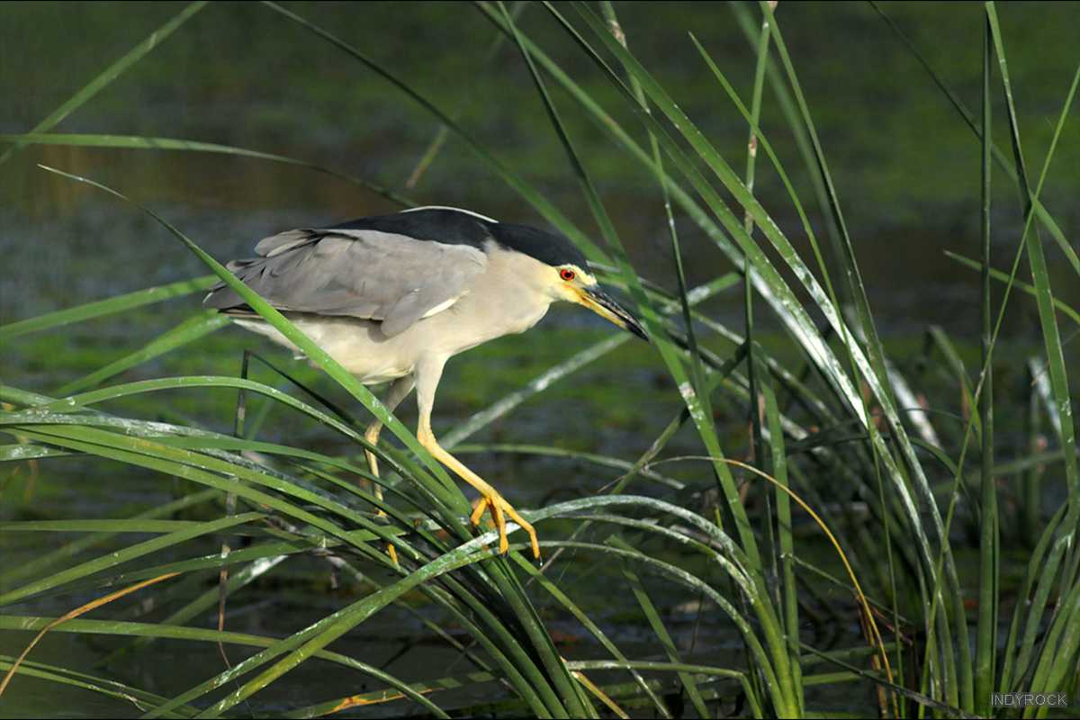 Nycticorax_nycticorax-04