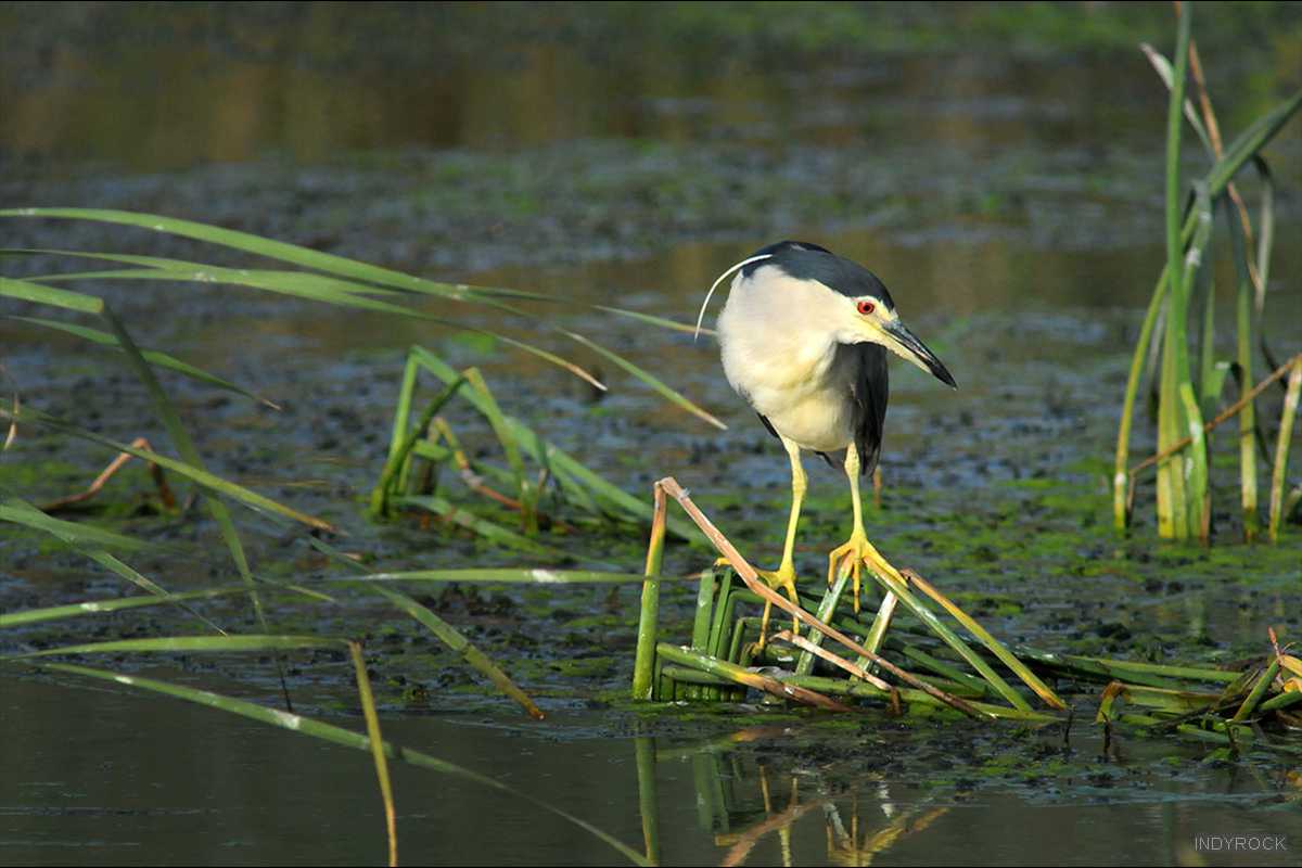 Nycticorax_nycticorax-05