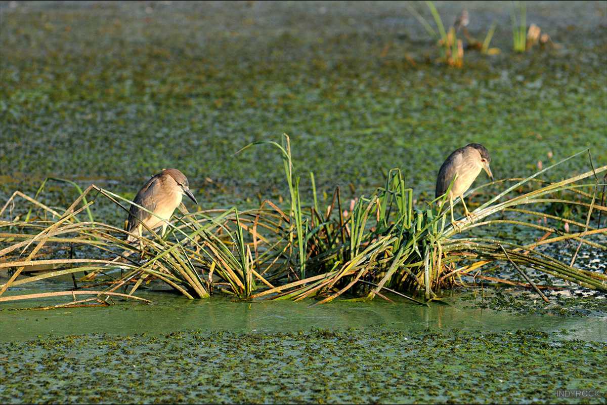 Nycticorax_nycticorax-06