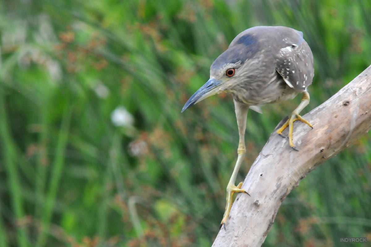 Nycticorax_nycticorax-08
