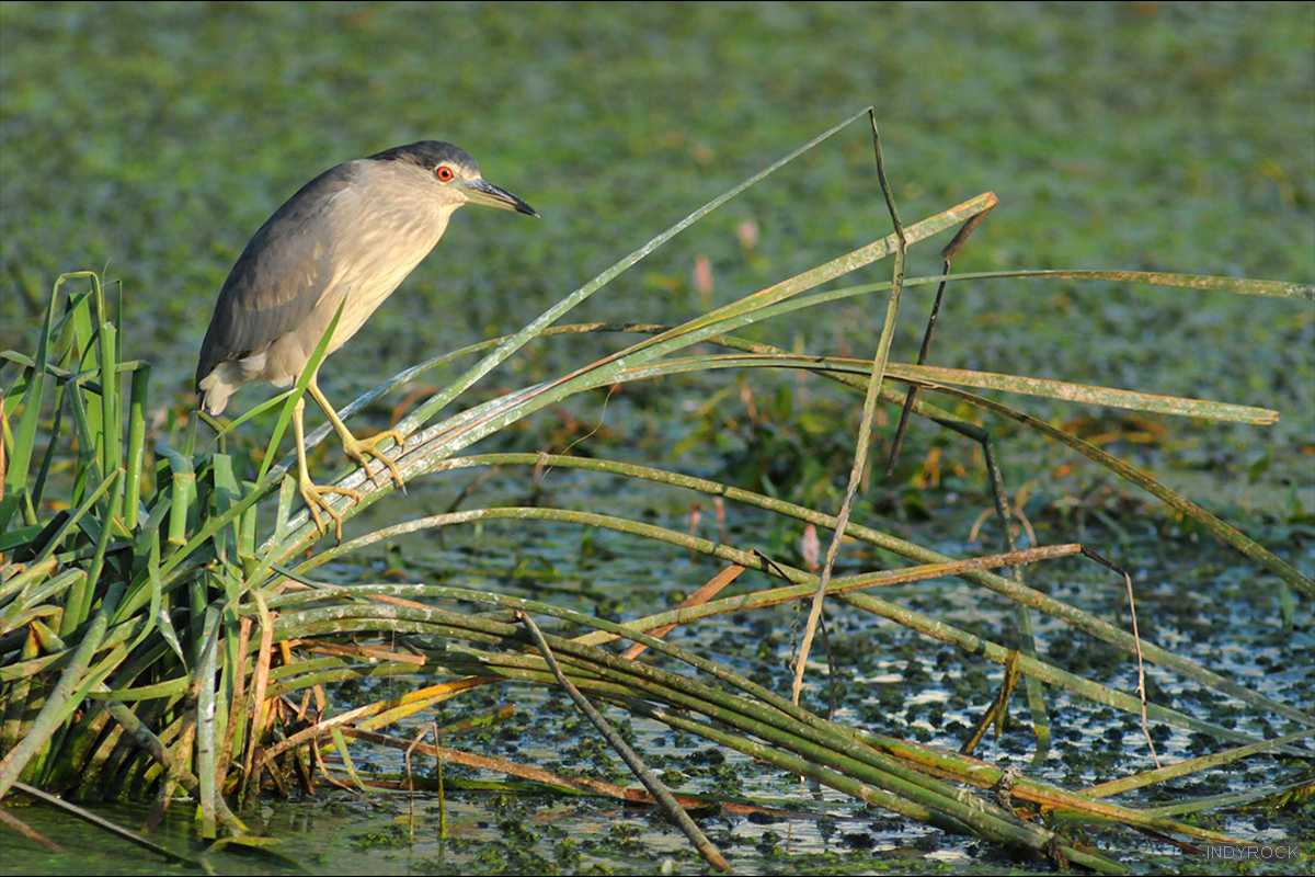Nycticorax_nycticorax-09