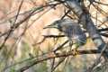 Nycticorax_nycticorax-01