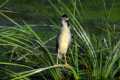Nycticorax_nycticorax-02