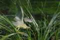 Nycticorax_nycticorax-03