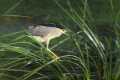 Nycticorax_nycticorax-04