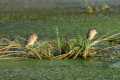 Nycticorax_nycticorax-06