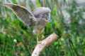 Nycticorax_nycticorax-07