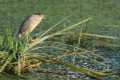 Nycticorax_nycticorax-09