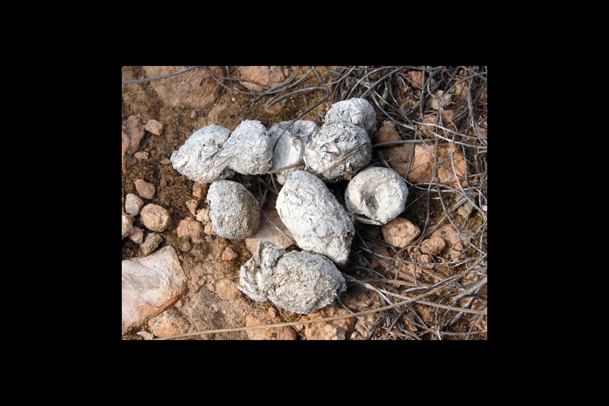 Excrementos de gato montés
