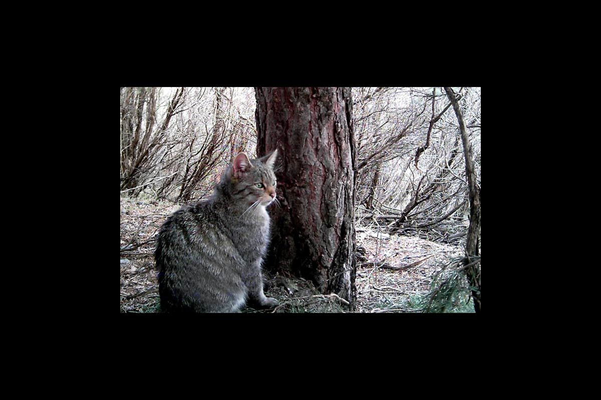 Gato montés, fototrampeo. J. M. Barea