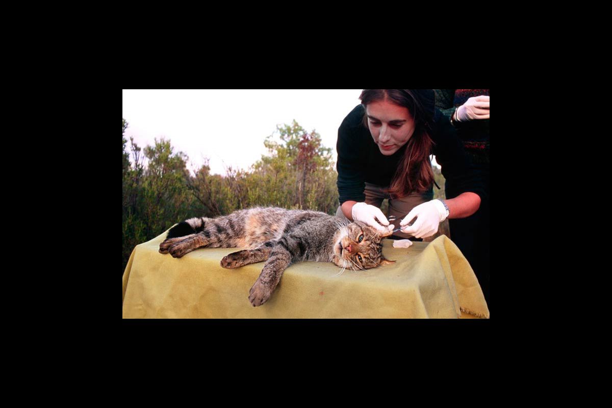 Toma demuestras de gato montés