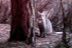 Gato montés, fototrampeo. J. M. Barea