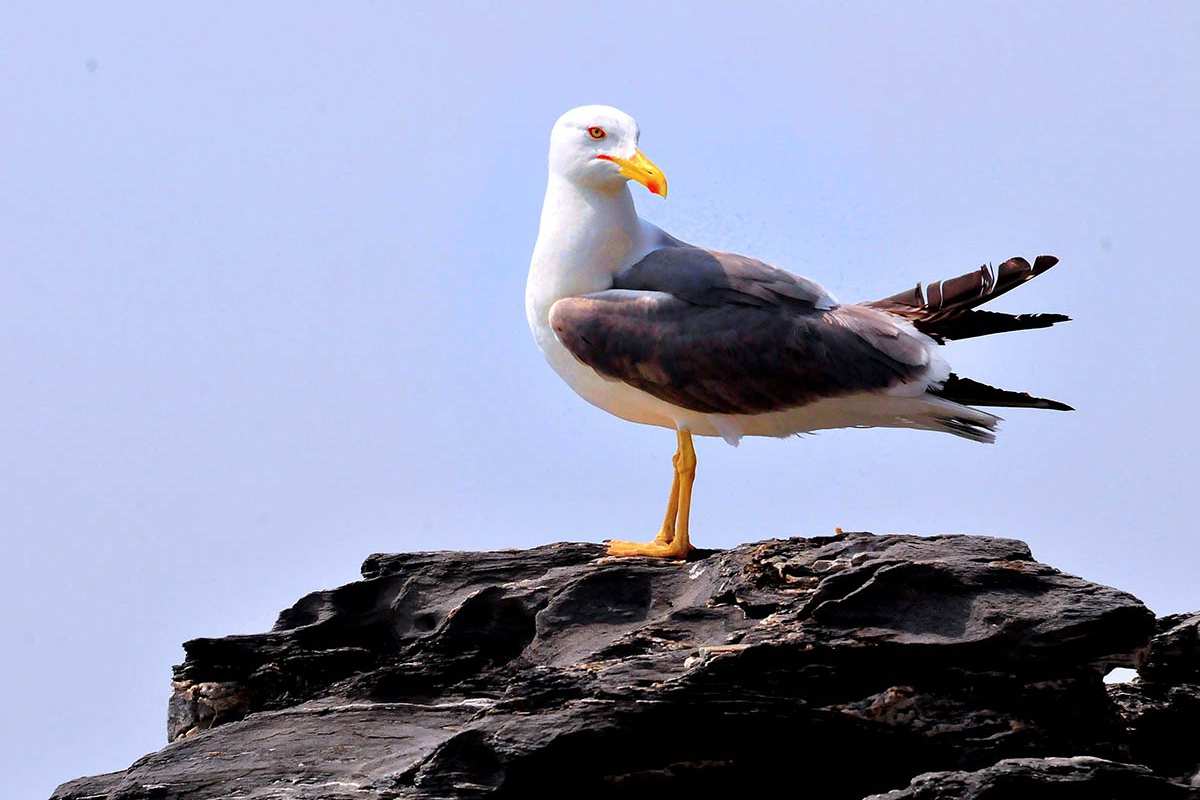 Gaviota patiamarilla, Larus michaellis