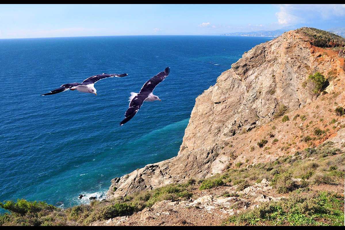 Gaviota sombría, Larus fuscus