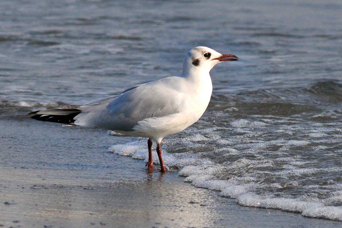 Chroicocephalus ridibundus, gaviota reidora