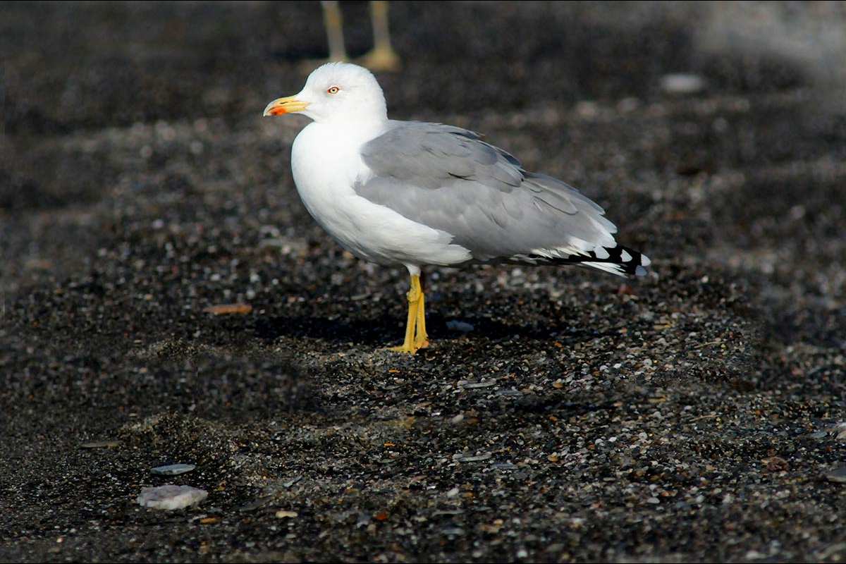 Gaviota patiamarilla, Larus michaellis