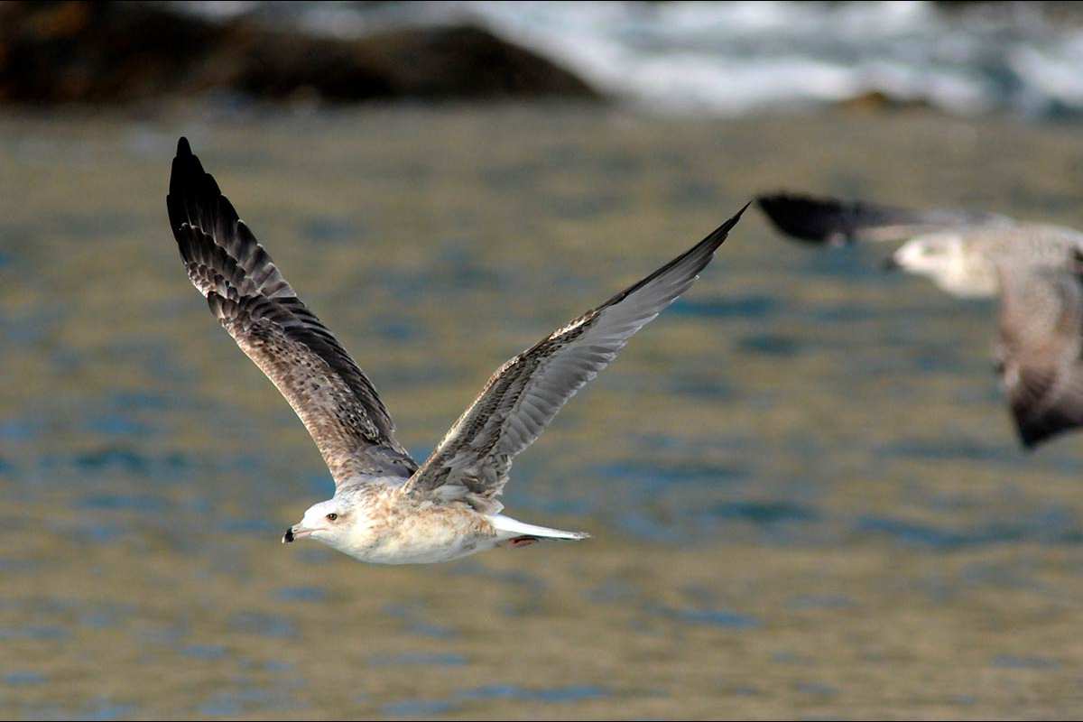 Gaviota patiamarilla, Larus michaellis juvenil