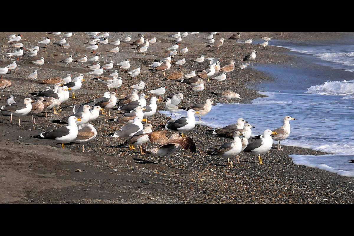 grupo de gaviotas de diferentes especies