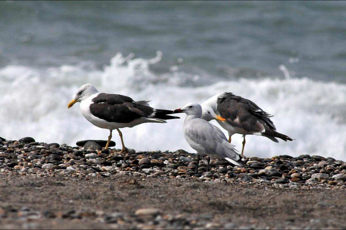 Gaviota sombría, Larus fuscus