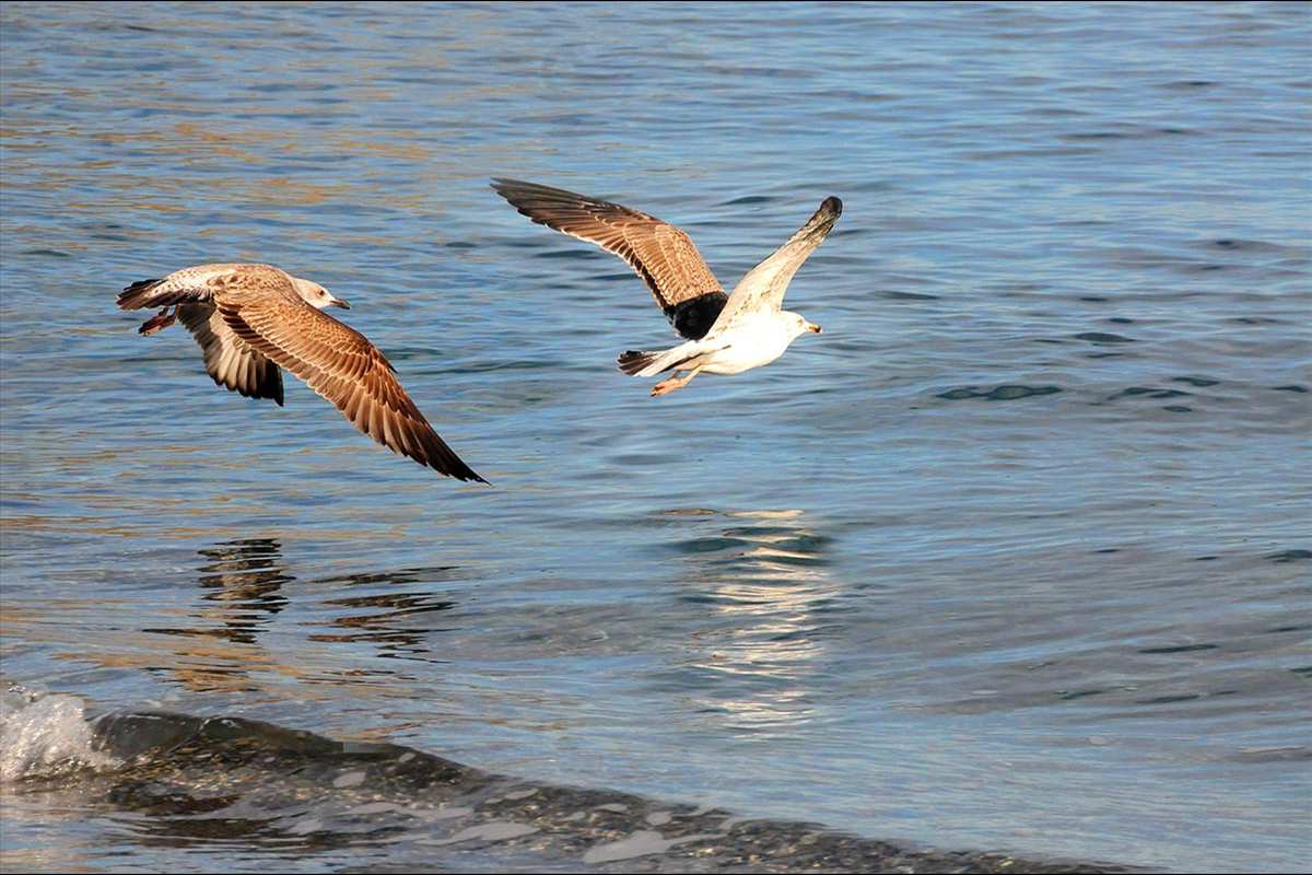 Gaviota patiamarilla, Larus michaellis juveniles