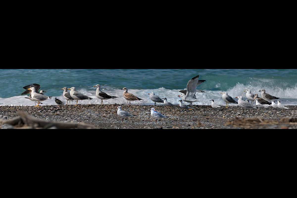 De izquierda a derecha: 1 y 2 Gaviota patiamarilla adulta; detrás, juvenil de gaviota sombría. 3: Vuelvepiedras (ave pequeña); 4 y 5: Dos gaviotas patiamarillas, Larus micahellis. 6: Gaviota sombría, Larus fuscus. 7: gaviota pequeña, gaviota reidora. 8: Gaviota de Audouín, adulto. 9 y 10: dos aves pequeñas, charranes patinegros. 11: pareja de gaviota de Adouín. 12 y 13: Grupo de charrán patinegro, Thalasseus sandvicensis. Aunque vuelan en pequeños grupos, en las playas se unen a bandos de gaviotas.