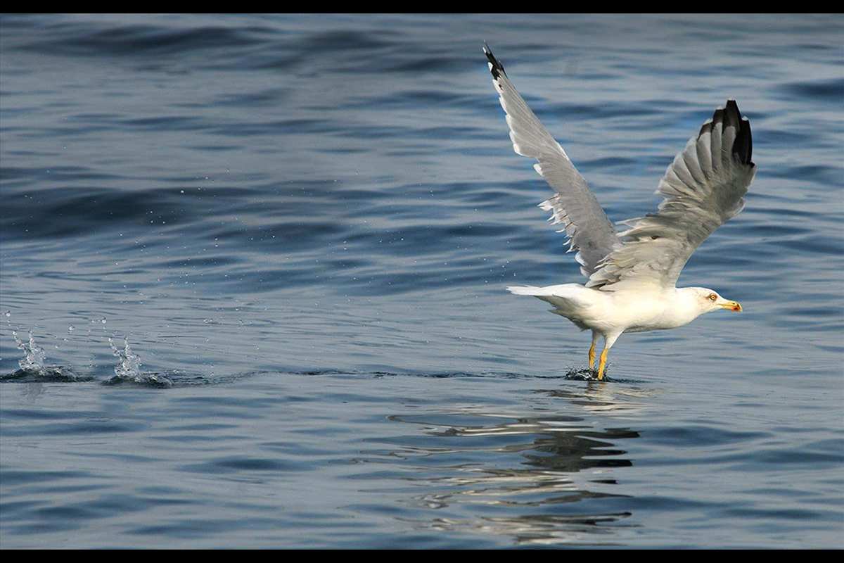 Gaviota patiamarilla, Larus michaellis