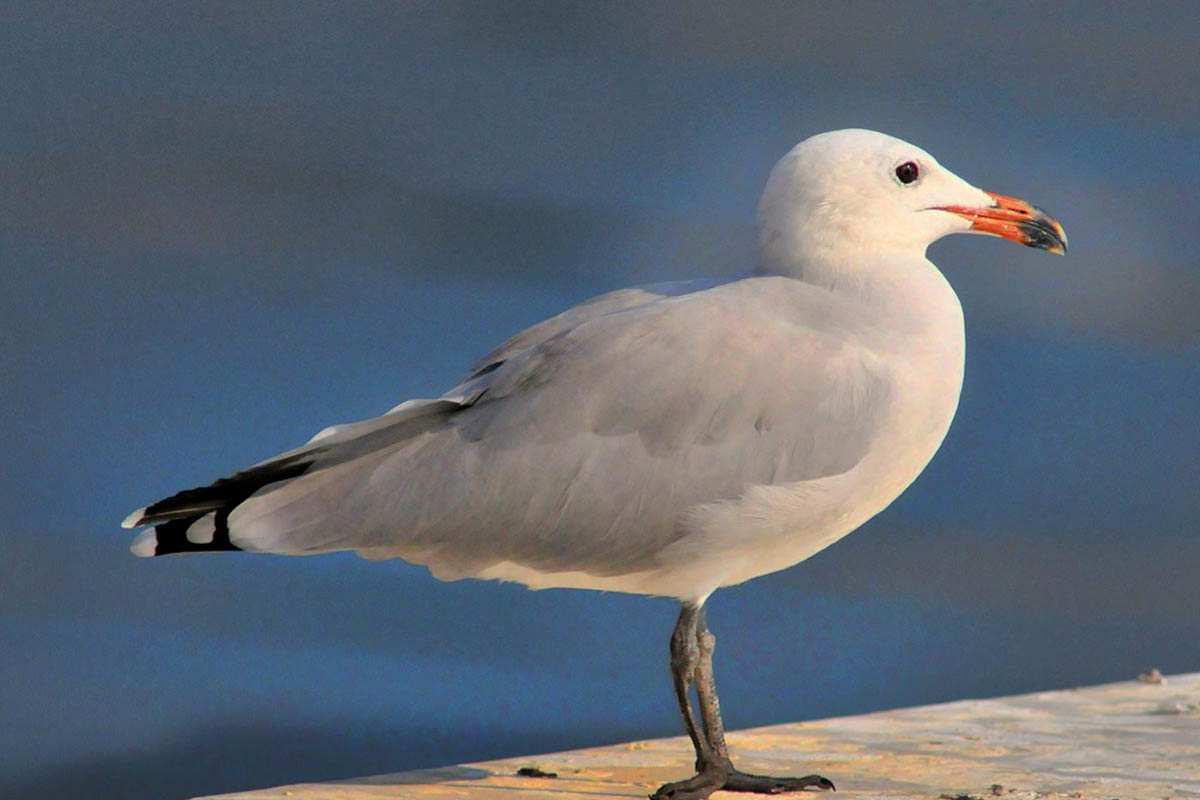 Larus audouinii, gaviota de audouín