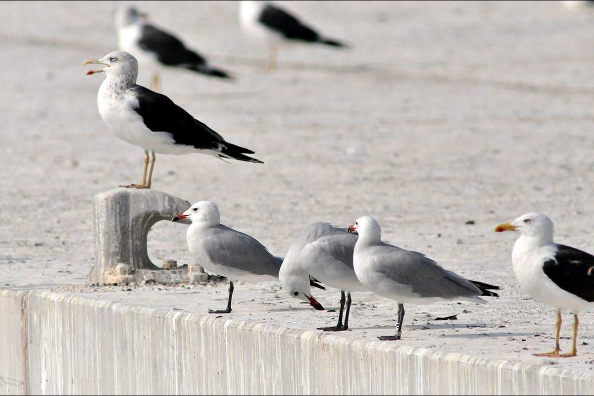 Larus audouinii, gaviota de audouín y Larus fuscus