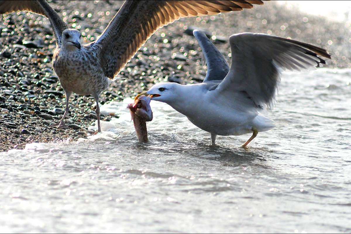 Gaviota patiamarilla, Larus michaellis