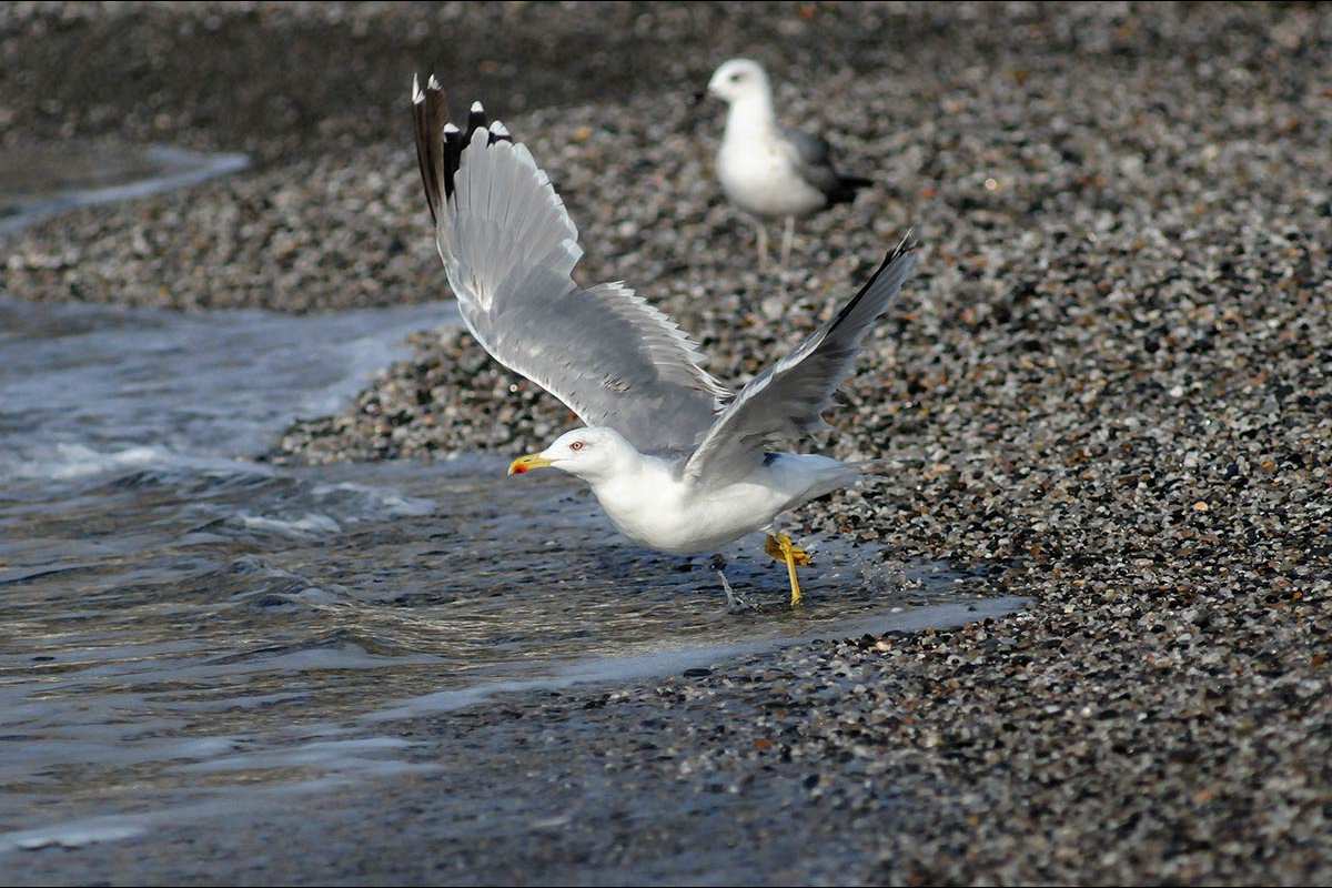 Gaviota patiamarilla, Larus michaellis