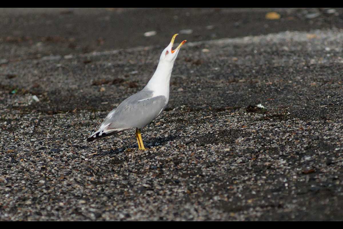 Gaviota patiamarilla, Larus michaellis