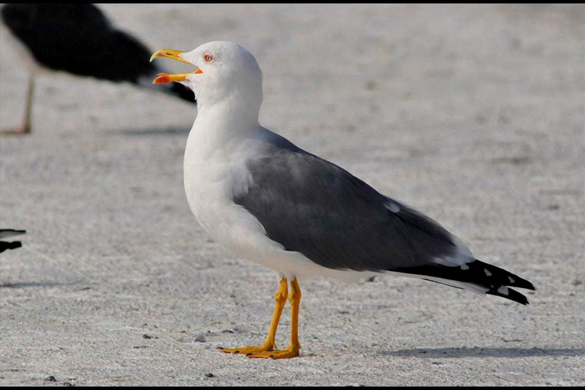 Gaviota patiamarilla, Larus michaellis