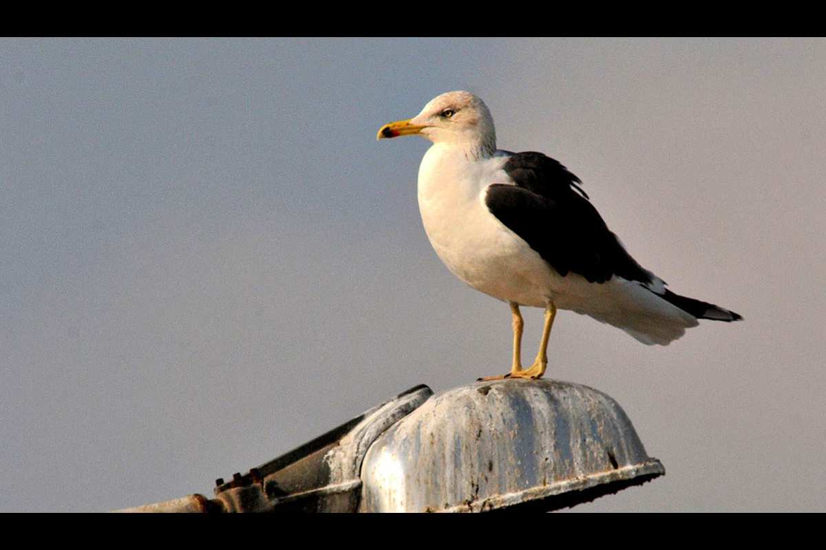 Gaviota sombría, Larus fuscus