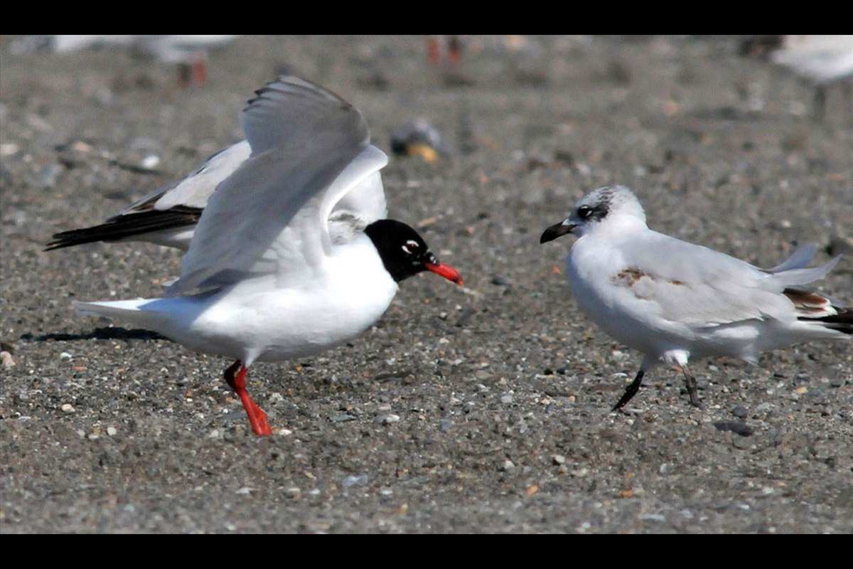 Larus melanocephalus, cabecinegra