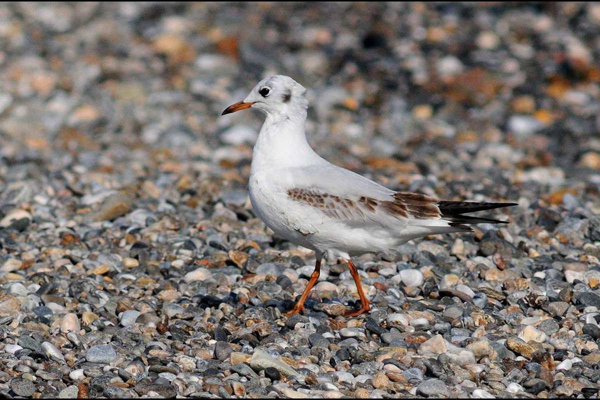 Larus ridibundus, gaviota reidora