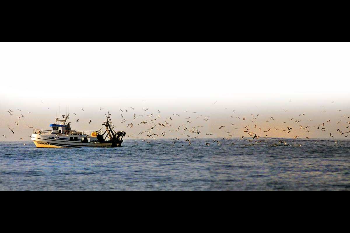 Pesquero seguido por una bandada de gaviotas